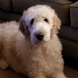 Meet your Posher, Pat